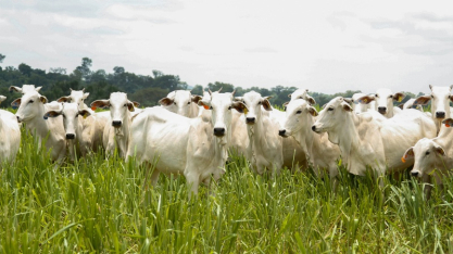 Produção agropecuária de 2025 consolida Goiás como liderança nacional