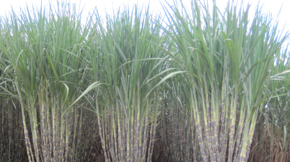 Adoção de variedades IAC avança e chega a 12,5% de área analisada na região Centro-Sul