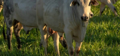 Controle de plantas daninhas em áreas de pastagem pode aumentar o carbono no solo