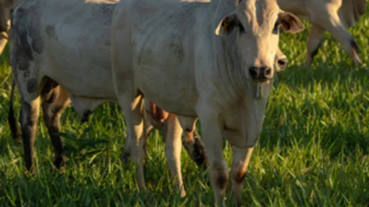 Controle de plantas daninhas em áreas de pastagem pode aumentar o carbono no solo