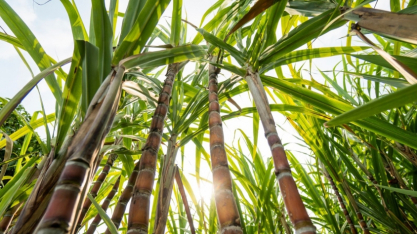 Destilaria Veredas produz adubo orgânico com co-produtos da cana e contribui para o bem do planeta