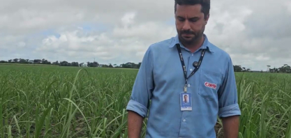 Usina Caeté Plantio vertical de cana na Usina Caeté reduz 4,5 toneladas de muda por hectare