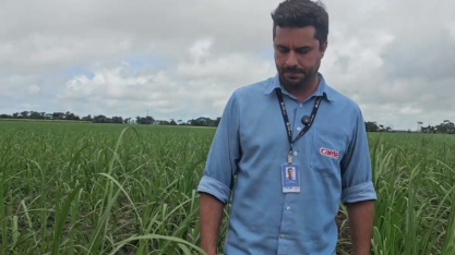 Usina Caeté Plantio vertical de cana na Usina Caeté reduz 4,5 toneladas de muda por hectare