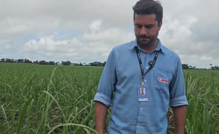 Usina Caeté Plantio vertical de cana na Usina Caeté reduz 4,5 toneladas de muda por hectare