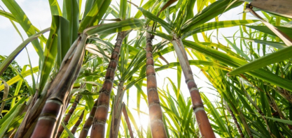 Com EcoInvest, Itaú BBA financia conversão de pasto pela Adecoagro