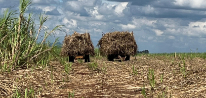 Moagem no Centro-Sul soma 600 milhões de toneladas na safra 2025/26