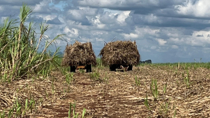Moagem no Centro-Sul soma 600 milhões de toneladas na safra 2025/26