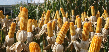 Etanol de milho é o setor mais dinâmico no agro brasileiro, diz Rubin, da Veeries