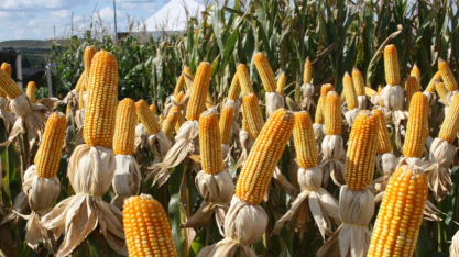 Etanol de milho é o setor mais dinâmico no agro brasileiro, diz Rubin, da Veeries