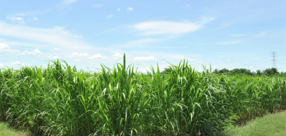 Safra 2025/26 registra queda na moagem e na produção de açúcar no Norte e Nordeste