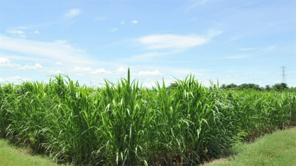 Safra 2025/26 registra queda na moagem e na produção de açúcar no Norte e Nordeste