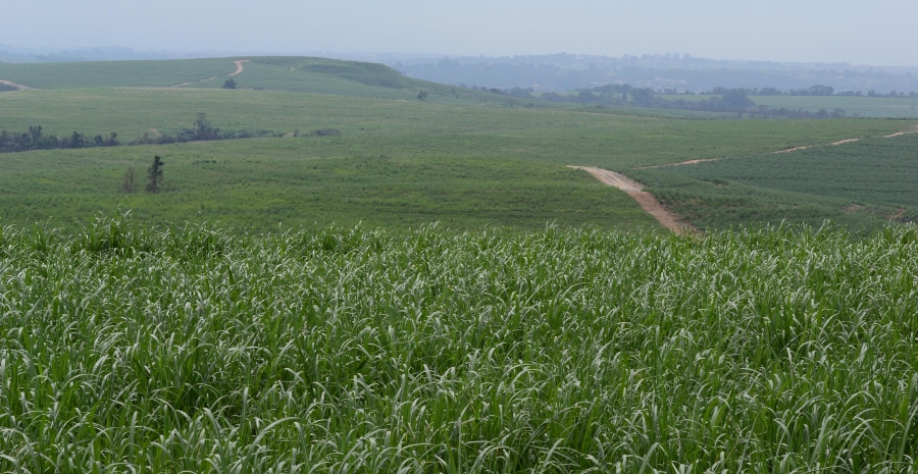 Foto: André Minitti