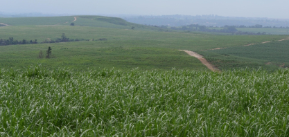 Zoneamento de Risco Climático da cana-de-açúcar é revisado e atualizado