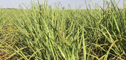 Último levantamento de cana da Conab será divulgado em abril de 2026