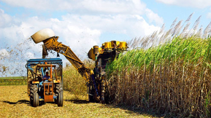 Safra de cana supera 11,2 milhões de toneladas processadas em Alagoas