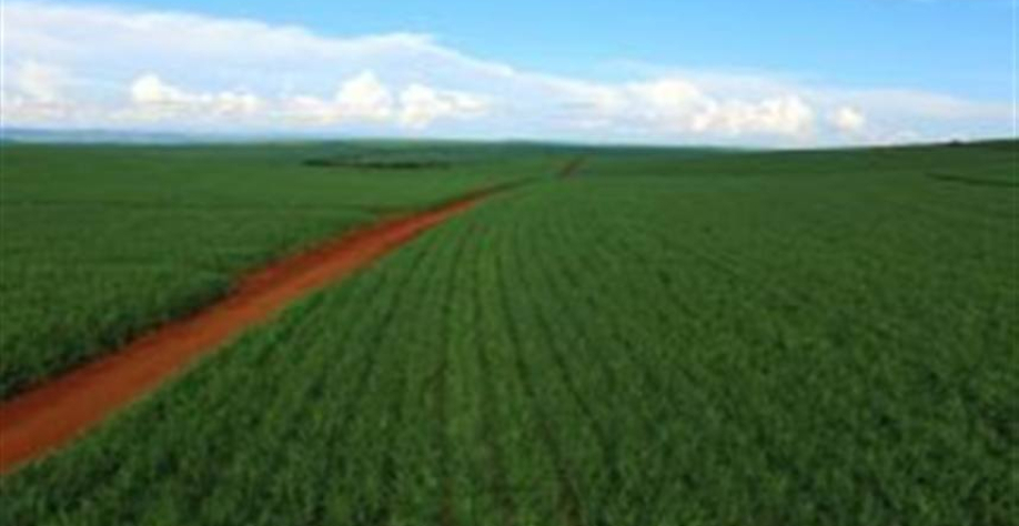 O uso de plantas de cobertura também se consolida como pilar - Foto: Divulgação