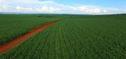 Manejo conservacionista ganha força na cana-de-açúcar