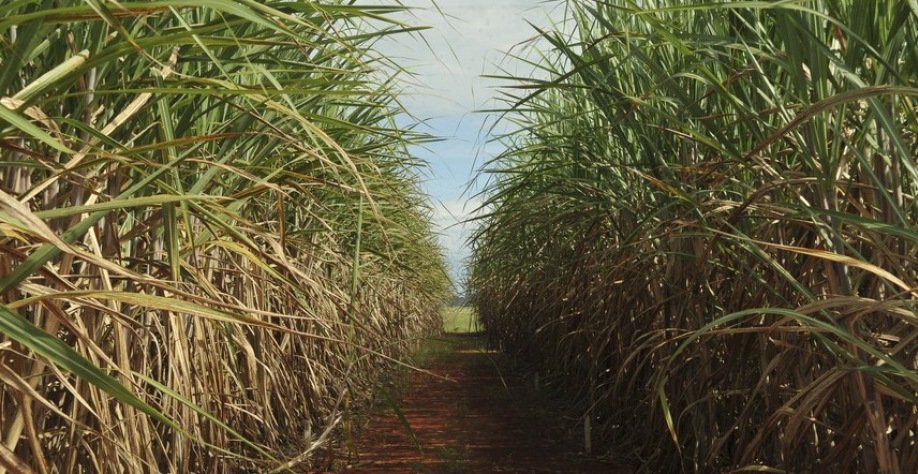 Em comparação ao mesmo período da moagem passada, quando o acumulado era de 237,254 milhões de litros, foi registrada uma variação negativa de 7% - Foto: Agência Senado