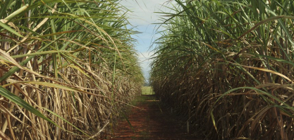 Produção de etanol em Alagoas já ultrapassa 220 milhões de litros