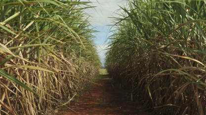Produção de etanol em Alagoas já ultrapassa 220 milhões de litros