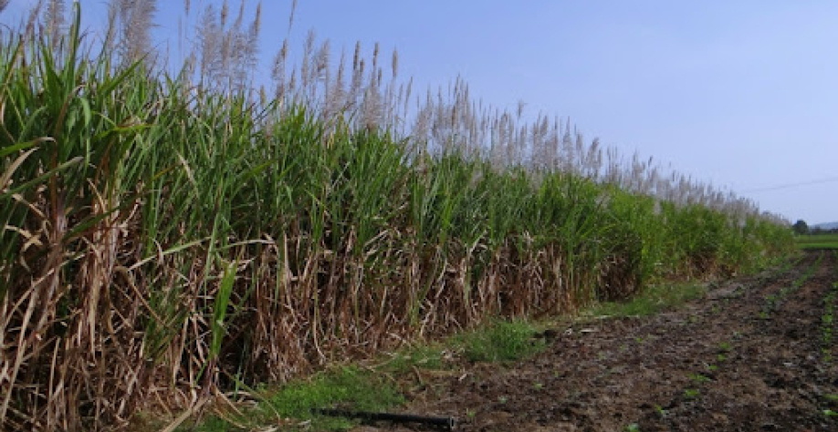 Usinas também produziram mais de 1 milhão de açúcar - Foto: Ilustração - Internet