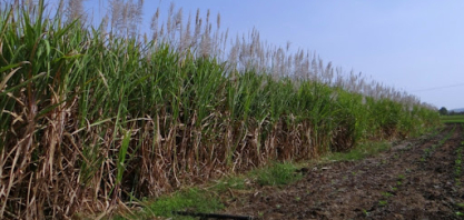 Usinas superam 12,7 milhões de toneladas de cana processadas em Alagoas