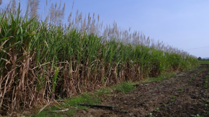 Usinas superam 12,7 milhões de toneladas de cana processadas em Alagoas