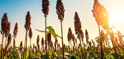 Cultivo do sorgo ganha espaço na safrinha 2026 em Mato Grosso
