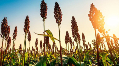 Cultivo do sorgo ganha espaço na safrinha 2026 em Mato Grosso