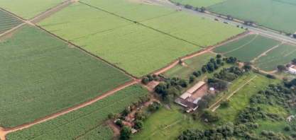 Grupo Santa Clara lança bionematicida com combinação exclusiva de bacilos para combater nematóides em cana-de-açúcar