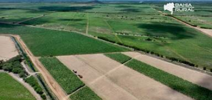 Rui Rezende mostra detalhes da produção de cana de açúcar no Vale do São Francisco
