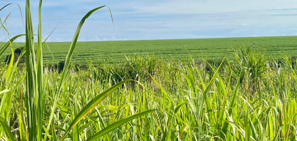 Produtividade da cana avança em dezembro no Centro-Sul, indica boletim do CTC