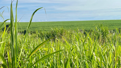 Produtividade da cana avança em dezembro no Centro-Sul, indica boletim do CTC
