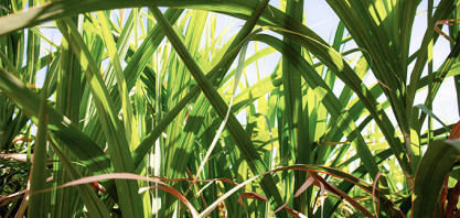 Não é etanol de milho versus etanol de cana; é etanol versus carbono