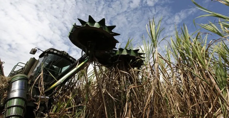 Colheita de cana na Raízen foi prejudicada por produtividade e venda de canaviais — Foto: Divulgação 
