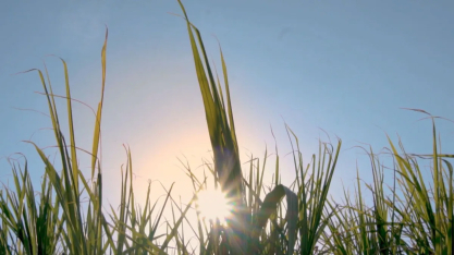 Novas perspectivas para o etanol: muito além do uso automotivo