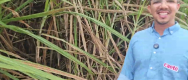 Usina Caeté adota lâmina reduzida de irrigação por gotejo, reduzindo custo e consumo de água