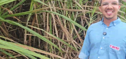 Usina Caeté adota lâmina reduzida de irrigação por gotejo, reduzindo custo e consumo de água