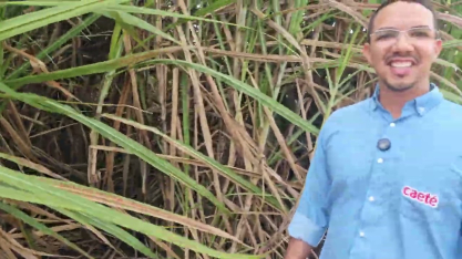 Usina Caeté adota lâmina reduzida de irrigação por gotejo, reduzindo custo e consumo de água