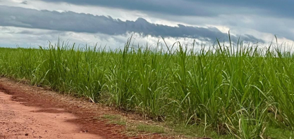 Sistema TEMPOCAMPO divulga boletim de dezembro