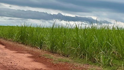 Sistema TEMPOCAMPO divulga boletim de dezembro