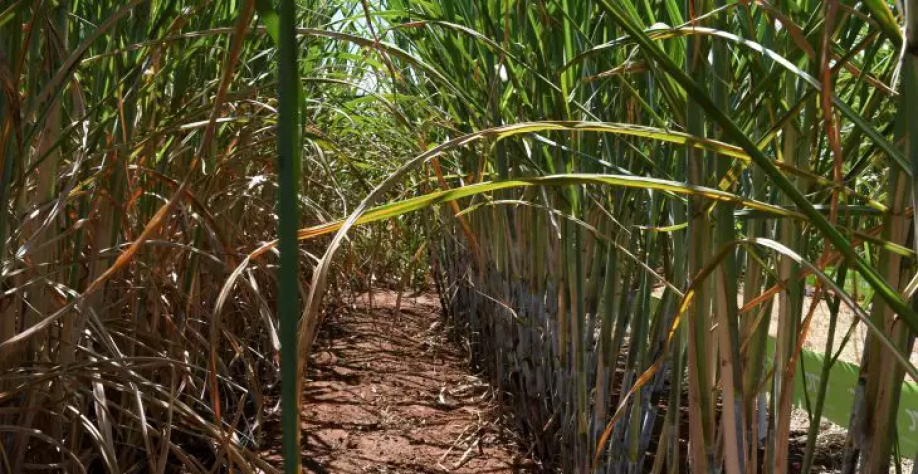 Plantação de cana-de-açucar em área de Mato Grosso do Sul (Foto: Bruno Rezende)