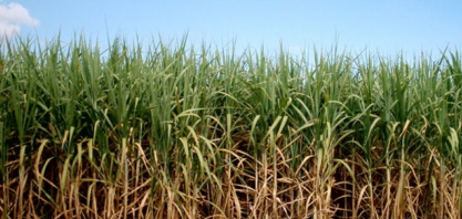 O agro brasileiro em 2026: produção robusta, pressão global e o desafio de competir sob novas regras