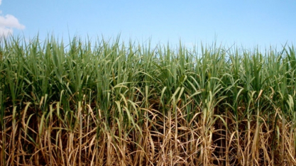 O agro brasileiro em 2026: produção robusta, pressão global e o desafio de competir sob novas regras