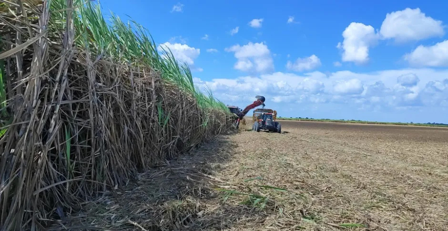 Produção de cana recua em Alagoas - Foto: Reprodução