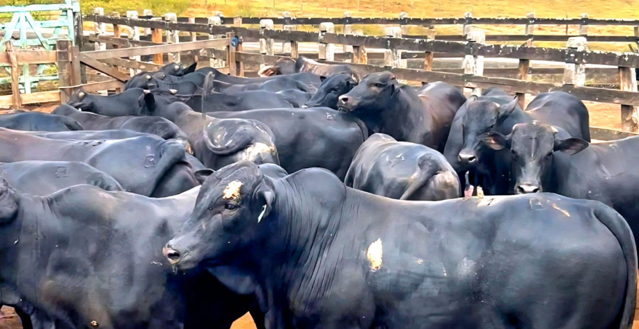 Animais do Boitel Pindorama foram exportados para Turquia - Foto: Assessoria