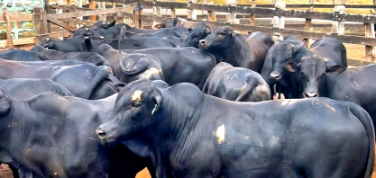 Boitel Pindorama abre mercado internacional com primeira exportação de animais