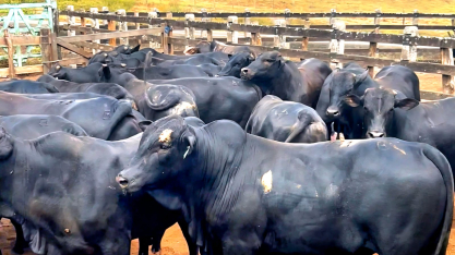 Boitel Pindorama abre mercado internacional com primeira exportação de animais