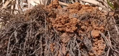 Confira o enraizamento e a profundidade das raízes da cana plantada no sistema Plantio Vertical