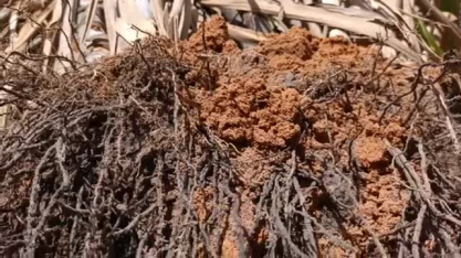 Confira o enraizamento e a profundidade das raízes da cana plantada no sistema Plantio Vertical